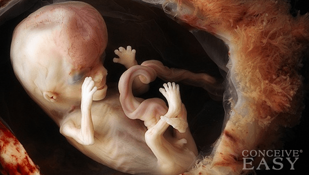 Birth Control Effects on a Fetus