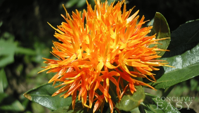 can safflower oil help ovulation conceiveeasy can safflower oil help ovulation conceiveeasy