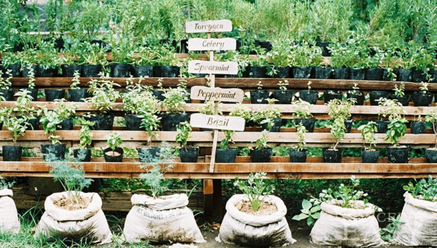 Herbal Fertility Aids