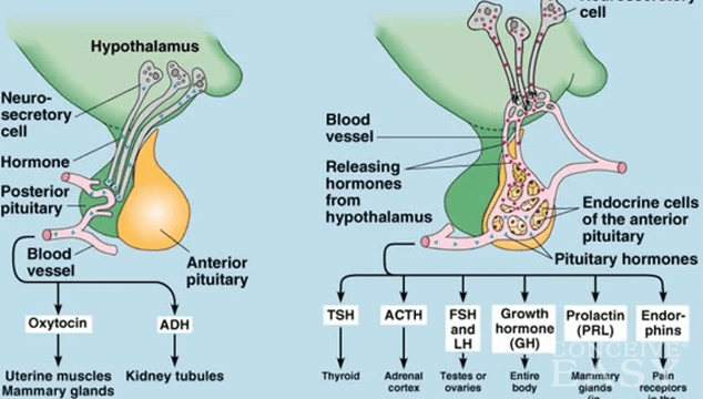 Very High FSH - Fertility / Infertility /.