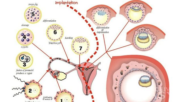 What are the symptoms of egg implantation?