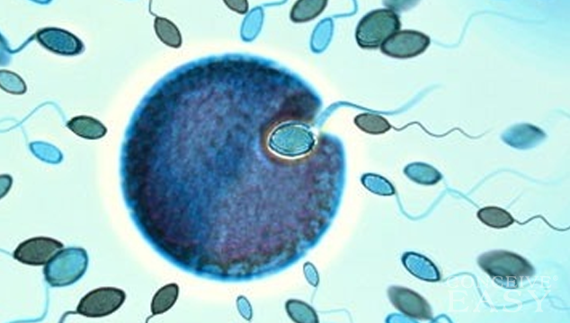 New Method of Fertilization could improve IVF Success Rates