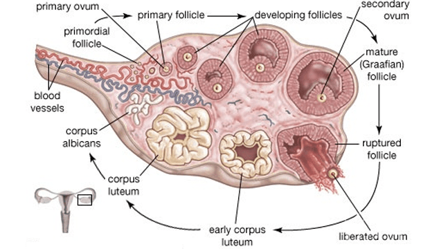 Get Pregnant During Ovulation 86