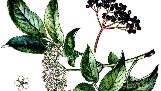 Yohimbe Improves Male Impotence And Libido