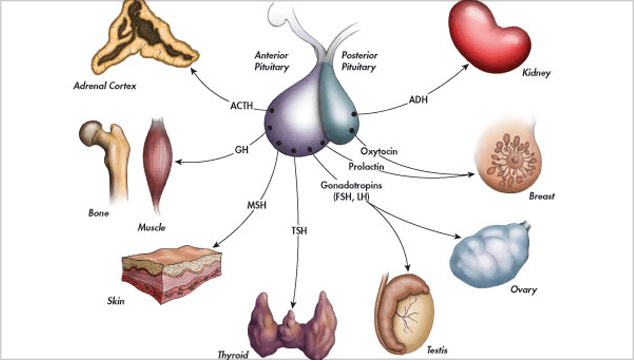 How to Stimulate Your Pituitary Gland How to Stimulate Your Pituitary Gland