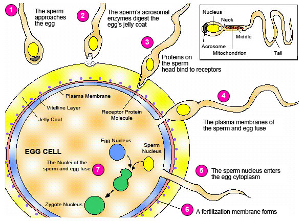 Fertilization process egg sperm