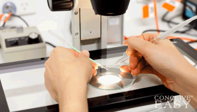 iui-or-ivf-ivf-shortens-path-to-pregnancy iui-or-ivf-ivf-shortens-path-to-pregnancy