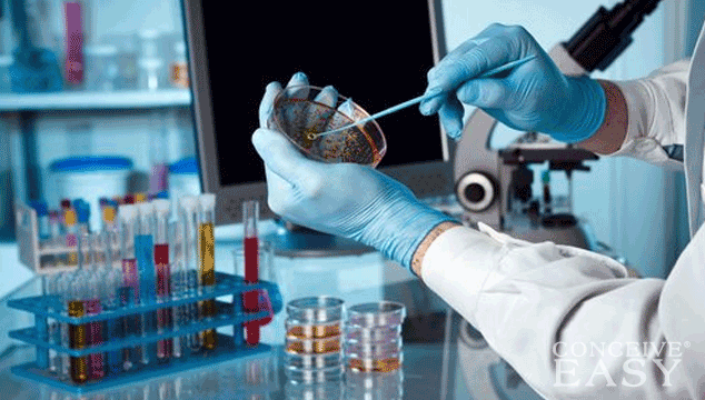 a-new-method-of-fertilization-could-possibly-improve-ivf-success-rates a-new-method-of-fertilization-could-possibly-improve-ivf-success-rates