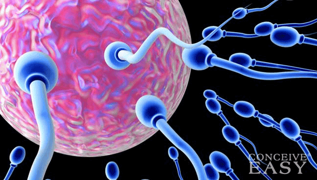 tools-you-can-use-to-track-your-ovulation tools-you-can-use-to-track-your-ovulation