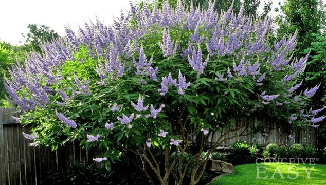 Vitex for Natural Fertility Treatment - ConceiveEasy