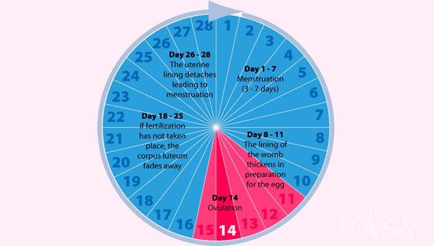 What Is The Average Length Of An Ovulation Cycle ConceiveEasy what-is-the-average-length-of-an-ovulation-cycle-conceiveeasy