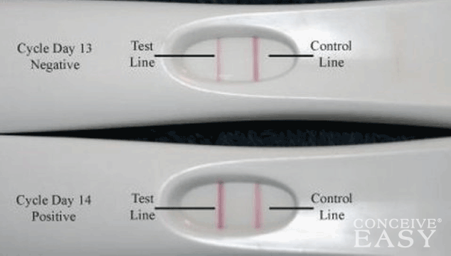 When Do You Do IUI After Positive OPK? - ConceiveEasy