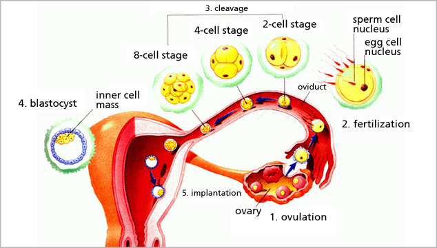 Blocked Fallopian Tubes Causes, Diagnosis &amp; Treatment ...