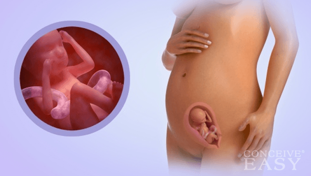 when does the fetus become a baby conceiveeasy com when does an embryo form