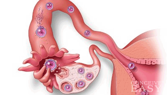 What Are Implantation Symptoms? – ConceiveEasy.com