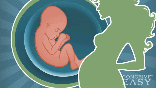 What s The Fastest Way To Get Pregnant ConceiveEasy