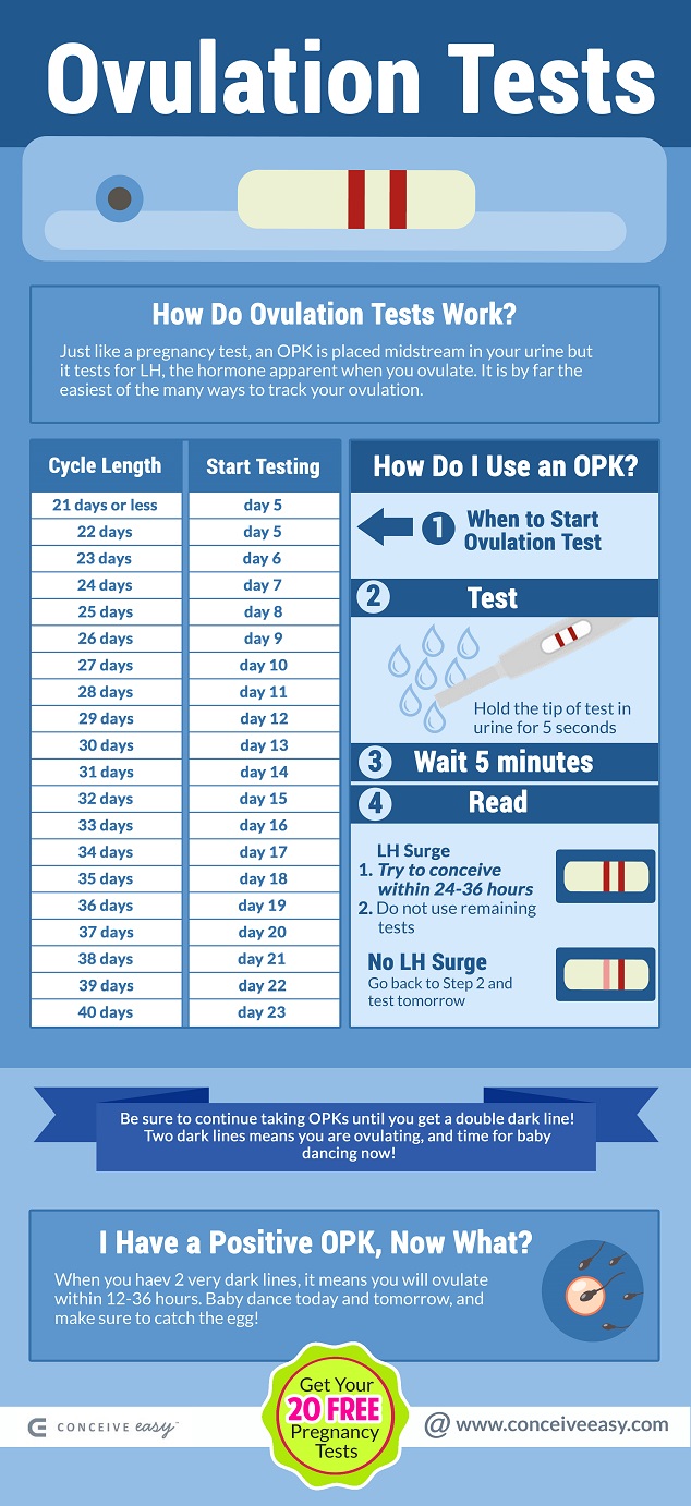 When Should We Have Sex After A Positive Ovulation Test