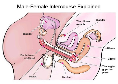 Positions During Sexual Intercourse 82