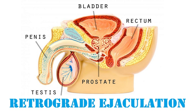 time of sperm Ejaculation